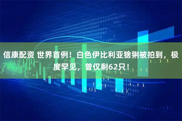 信康配资 世界首例！白色伊比利亚猞猁被拍到，极度罕见，曾仅剩62只！