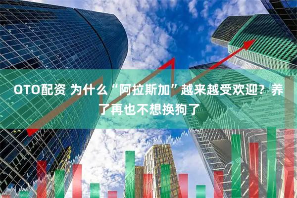 OTO配资 为什么“阿拉斯加”越来越受欢迎？养了再也不想换狗了
